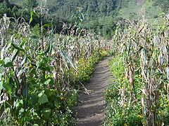 Milpa in Quiche Guatemala.JPG