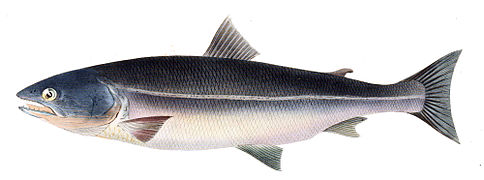 Saumon du Japon (Oncorhynchus masou)
