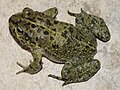 Arabian toad