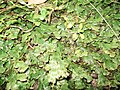 Lunularia cruciata (ru:Лунулярия крестовидная) (en:Crescent-cup liverwort) (de:Mondbechermoos) (lv:—)