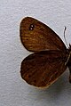 Erebia pluto face inférieure