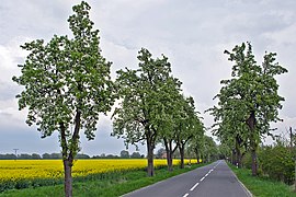 Landschaftstypische Obstbaumallee