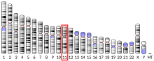 Ideogram human chromosome 11.svg