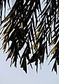 Leaves of fishtail palm tree