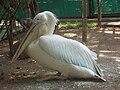 Pink-backed pelican