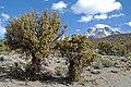 Polylepis rugulosa v bolivijském Altiplanu