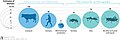 Image 44Biomass distribution of humans, livestock, and other animals (from Livestock)