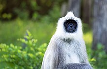 Nilgiri langur