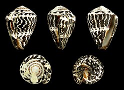 Conus chaldaeus