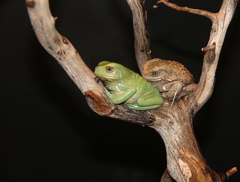 File:Waxy Monkey Tree Frogs Phyllomedusa sauvagii 1.jpg