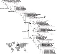 A-New-Basal-Hadrosauroid-Dinosaur-(Dinosauria-Ornithopoda)-with-Transitional-Features-from-the-Late-pone.0098821.g013.jpg