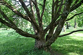 Carpen negru (Ostrya carpinifolia)