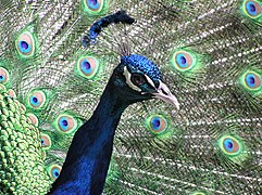 Indian peafowl