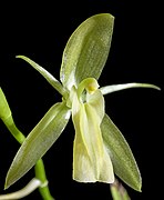 Coelogyne longifolia