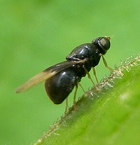 Zwart speldenknopje Pachygaster atra