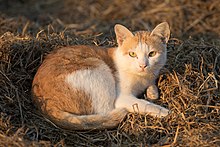 Cat lying on rice straw