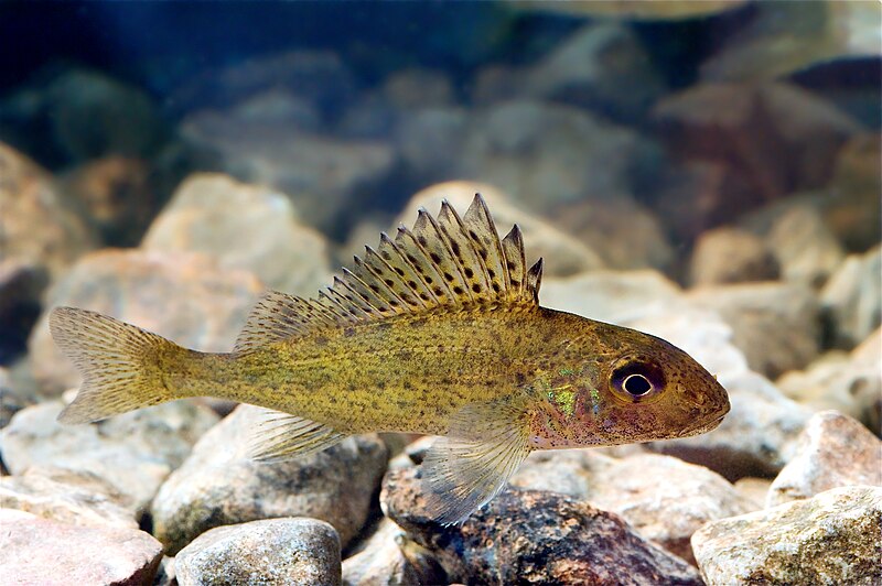 File:Gymnocephalus cernuus Pärnu River Estonia 2010-01-06.jpg