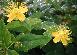 Stinkende Perikon (Hypericum hircinum).