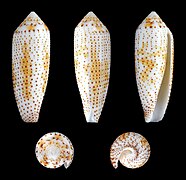 Conus nussatella