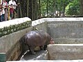 Hippopotamus at Bannerghatta National Park