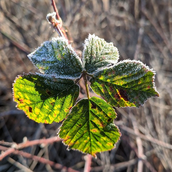 File:Leaves with frost.jpg