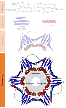 Protein structure (4)-en.svg