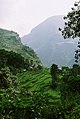 کشت برنج ، هیمالیای سفلی ، نپال.