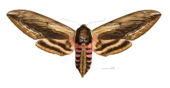 ♀ Face dorsale MHNT