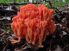 Description de l'image 2011-09-18 Ramaria subbotrytis 179953.jpg.