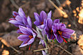 Crocus sativus