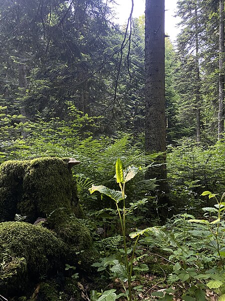 File:Mushrooms of dead woods 07.jpg