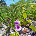 Dune sunflowers and beach morning glory (Ipomoea pes-caprae)