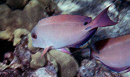 Rudasis jūrų chirurgas (Acanthurus nigrofuscus)