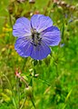 Meadow cranesbill at Acaster South Ings