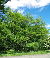 Albizia julibrissin, Arnold Arboretum, Boston