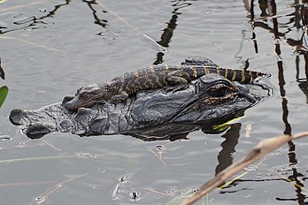 Jacaré-americano (Alligator mississippiensis) recém-nascido repousa sobre a cabeça de sua mãe na Flórida, Estados Unidos. O jacaré-americano é um grande réptil crocodiliano nativo do sudeste dos Estados Unidos e de uma pequena parte do nordeste do México. É uma das duas espécies existentes no gênero Alligator e é maior do que a única outra espécie viva de jacaré, o jacaré-da-china. Os machos adultos medem 3,4 a 4,6 m de comprimento e podem pesar até 500 kg. São superpredadores e consomem peixes, anfíbios, répteis, aves e mamíferos. Os filhotes se alimentam principalmente de invertebrados. Eles desempenham um papel importante como construtores em ecossistemas de áreas úmidas por meio da criação de buracos de jacaré, que fornecem habitats úmidos ou secos para outros organismos. (definição 2 400 × 1 600)