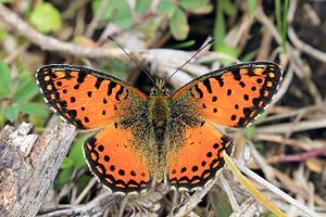 Ein Perlmuttfalter aus der Unterart Issoria baumanni excelsior im Vulkan-Nationalpark