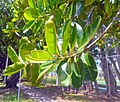 Leaves and branch