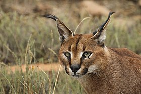 Καρακάλ φωτογραφημένο στο Εθνικό Πάρκο Mountain Zebra στην επαρχία του Ανατολικού Ακρωτηρίου της Νότιας Αφρικής