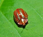 A metallic neotropical tortoise beetle on a leaf