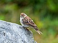 Image 29Chipping sparrow in Green-Wood Cemetery