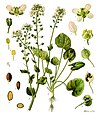 Cochlearia officinalis L.