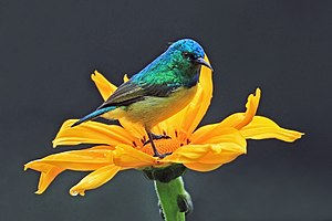 Männlicher Waldnektarvogel (Hedydipna collaris) im Vulkan-Nationalpark