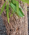 Trunk bark