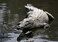 Mamba wa Amerika Crocodylus acutus mexico