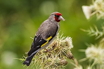 C. c. caniceps Himachal Pradesh, India