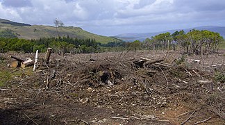 Recent forest clearance near Coill' an Fhraoich Mhoir - geograph.org.uk - 447553.jpg