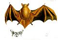 Myotis formosus (cat.)