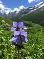 Another Flower in Valley of Flowers (VoF)