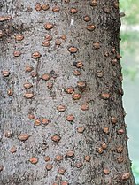 Bark of Chionanthus retusus